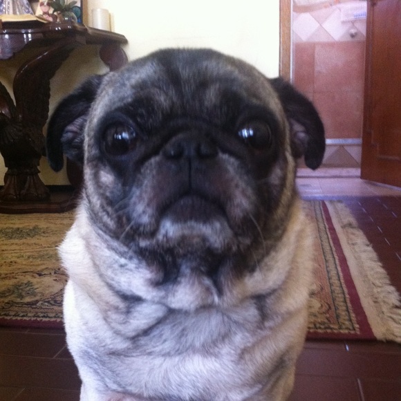 Meet your Posher, Jose - Picture 1 of 1